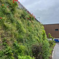 Növényesített támfalak